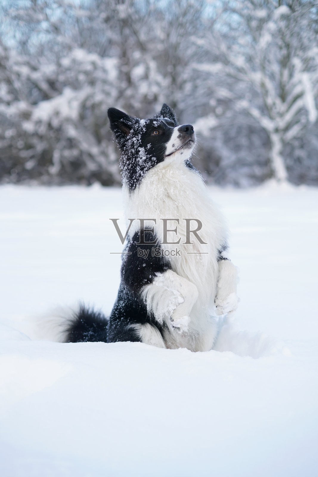 可爱的黑白边境牧羊犬在冬天的雪地上坐着，双后腿支撑着身体摆姿势。照片摄影图片