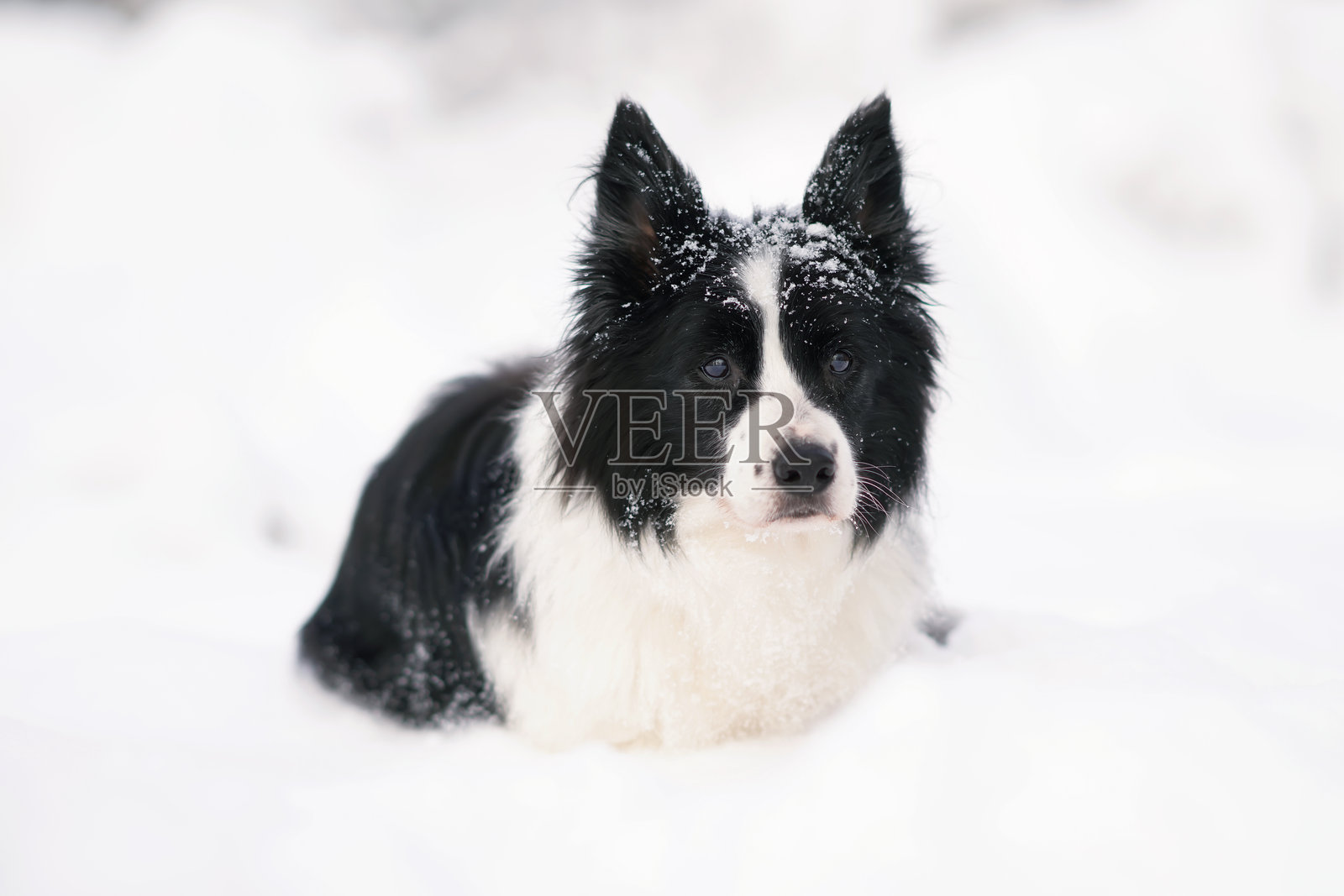 可爱的黑白色老年边境牧羊犬在冬天的雪地上躺着摆姿势照片摄影图片