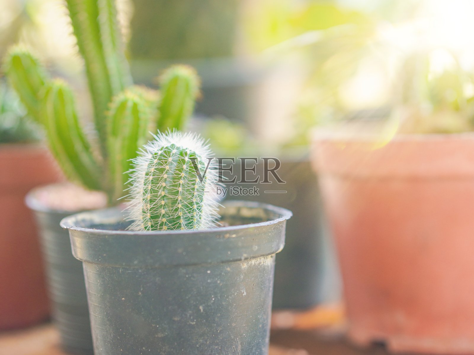 仙人掌盆栽照片摄影图片