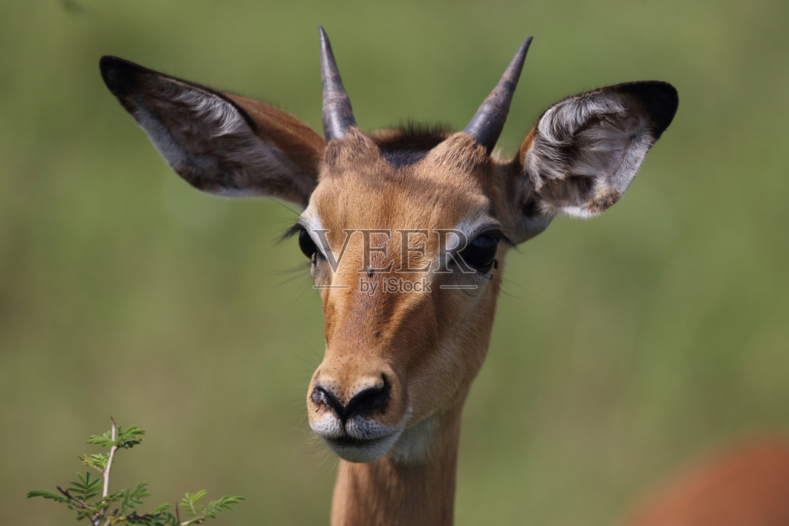 黑斑羚 / Impala / Aepyceros melampus照片摄影图片