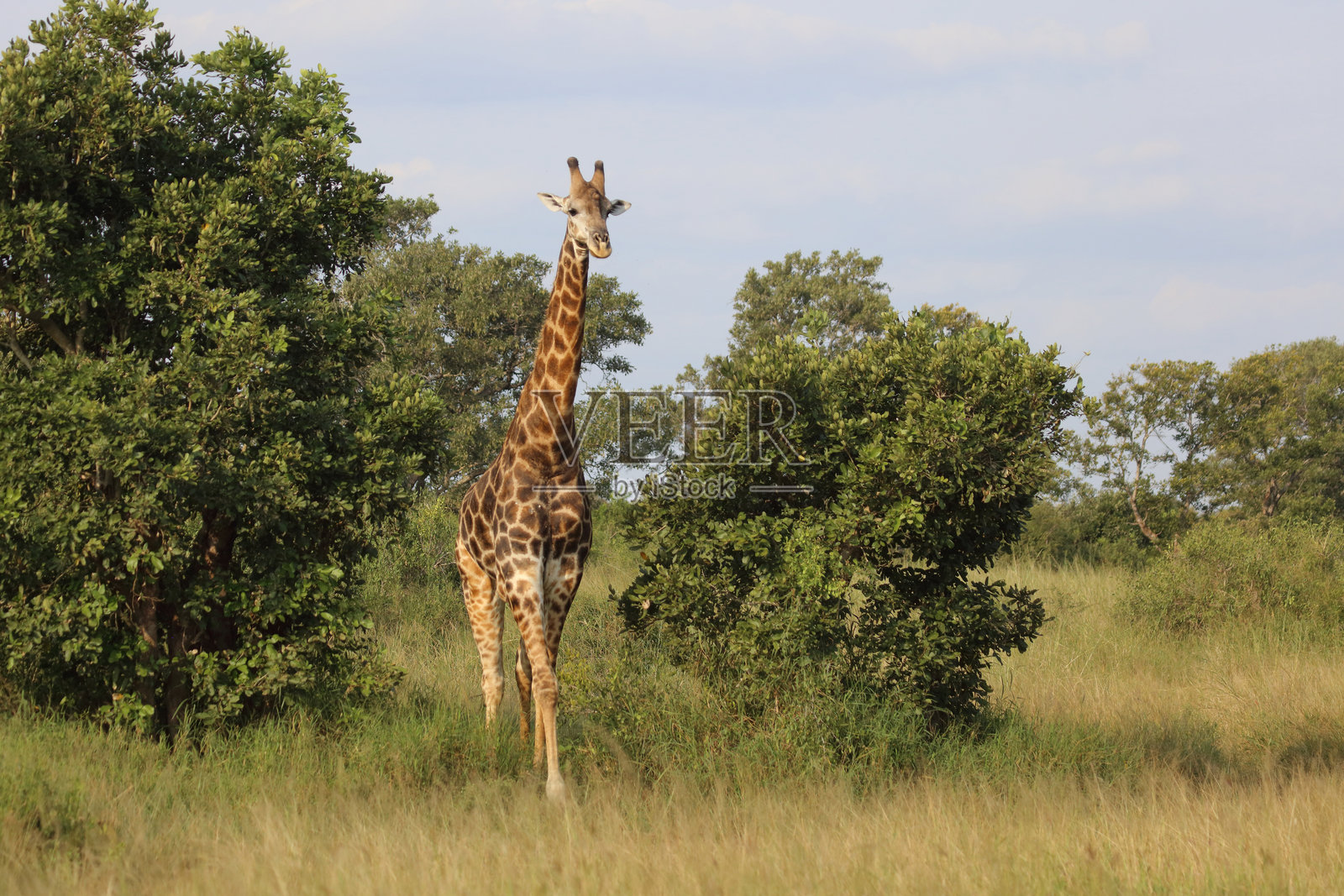 长颈鹿 / 长颈鹿 / 长颈鹿照片摄影图片