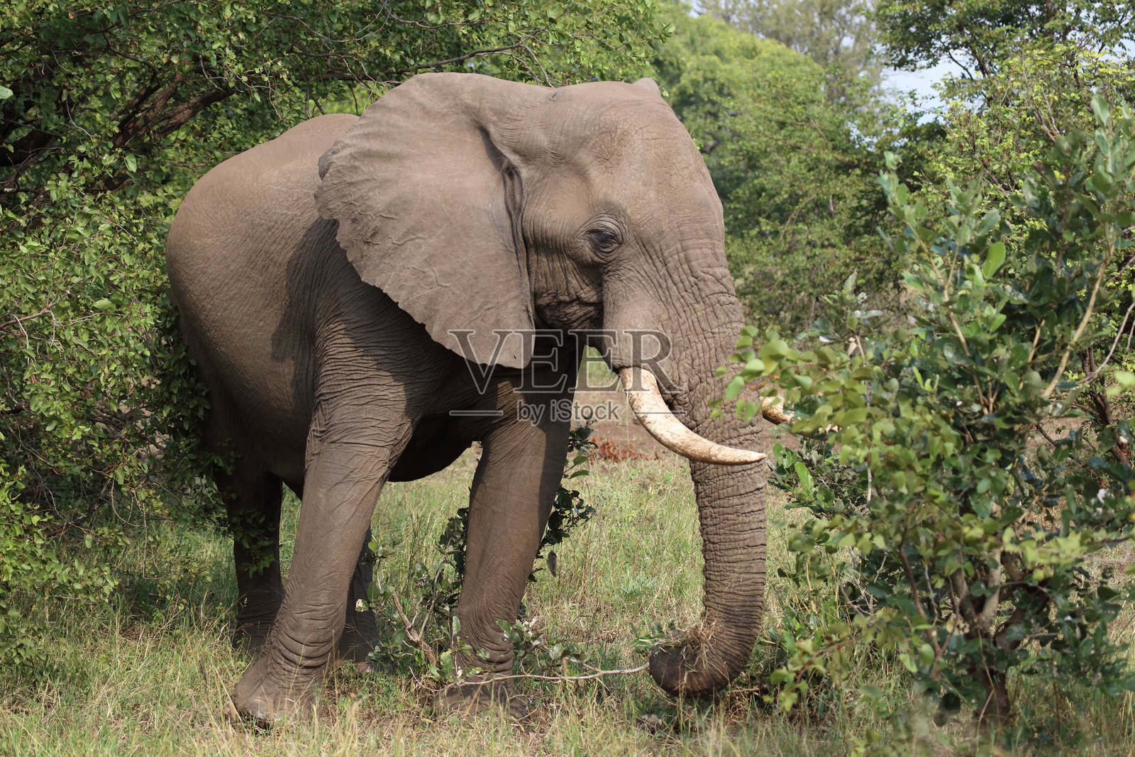 非洲象 / 非洲象 / 非洲象照片摄影图片