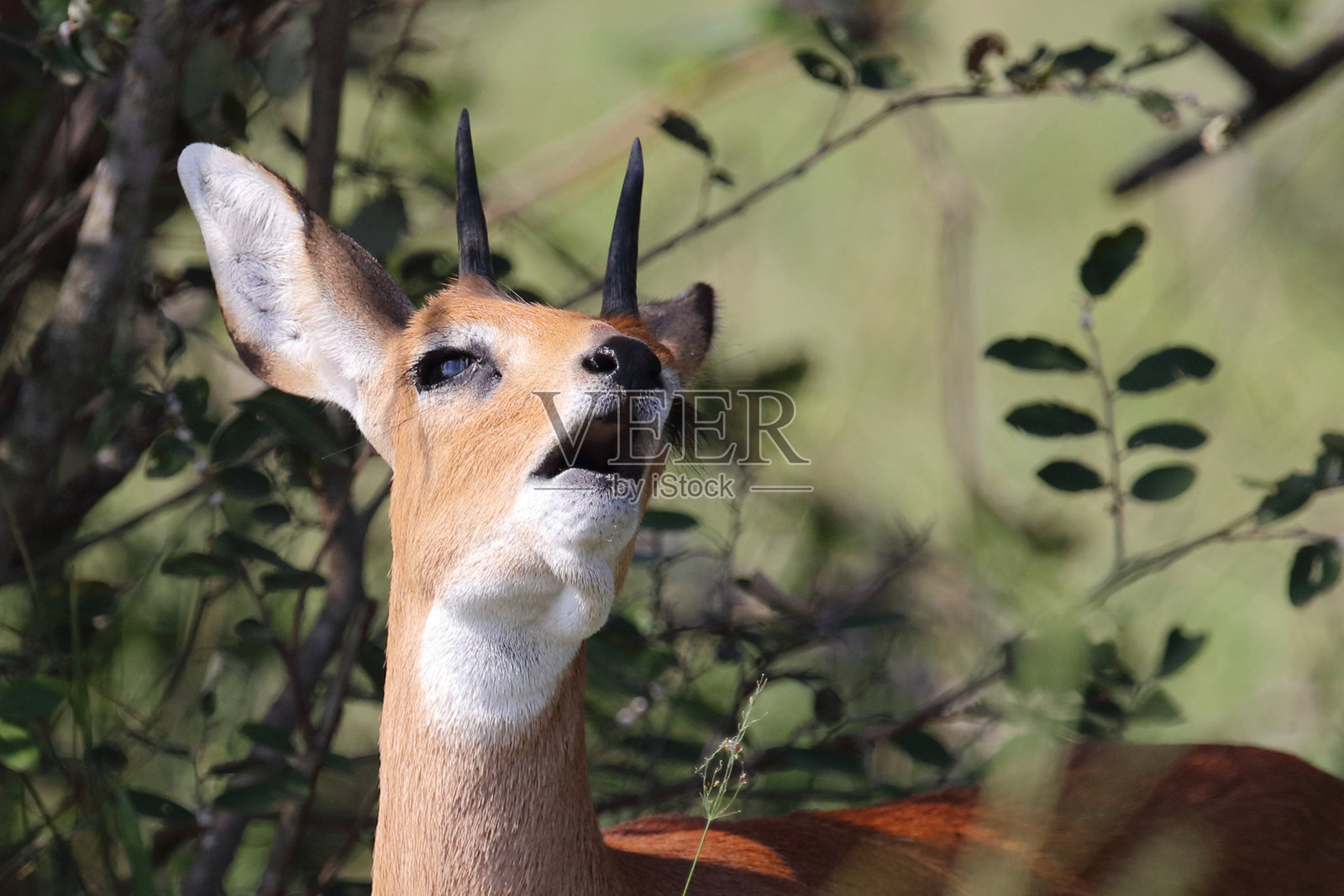 非洲岩羊 / 斯廷博克 / Raphicerus campestris照片摄影图片