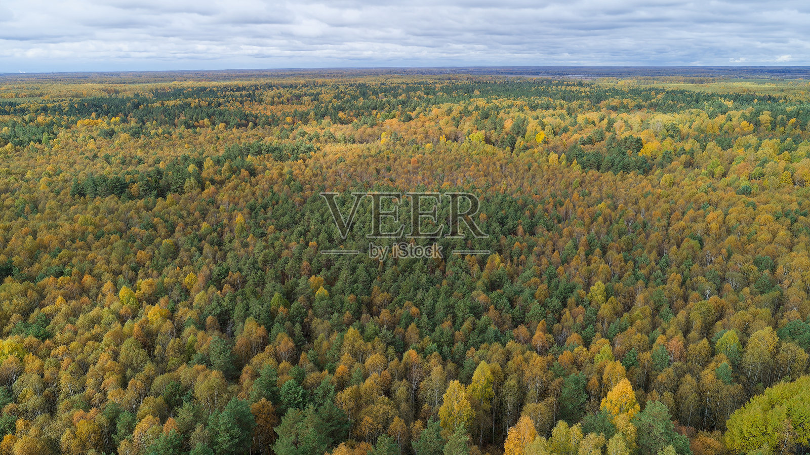 森林中树木处于不同的秋季阶段照片摄影图片