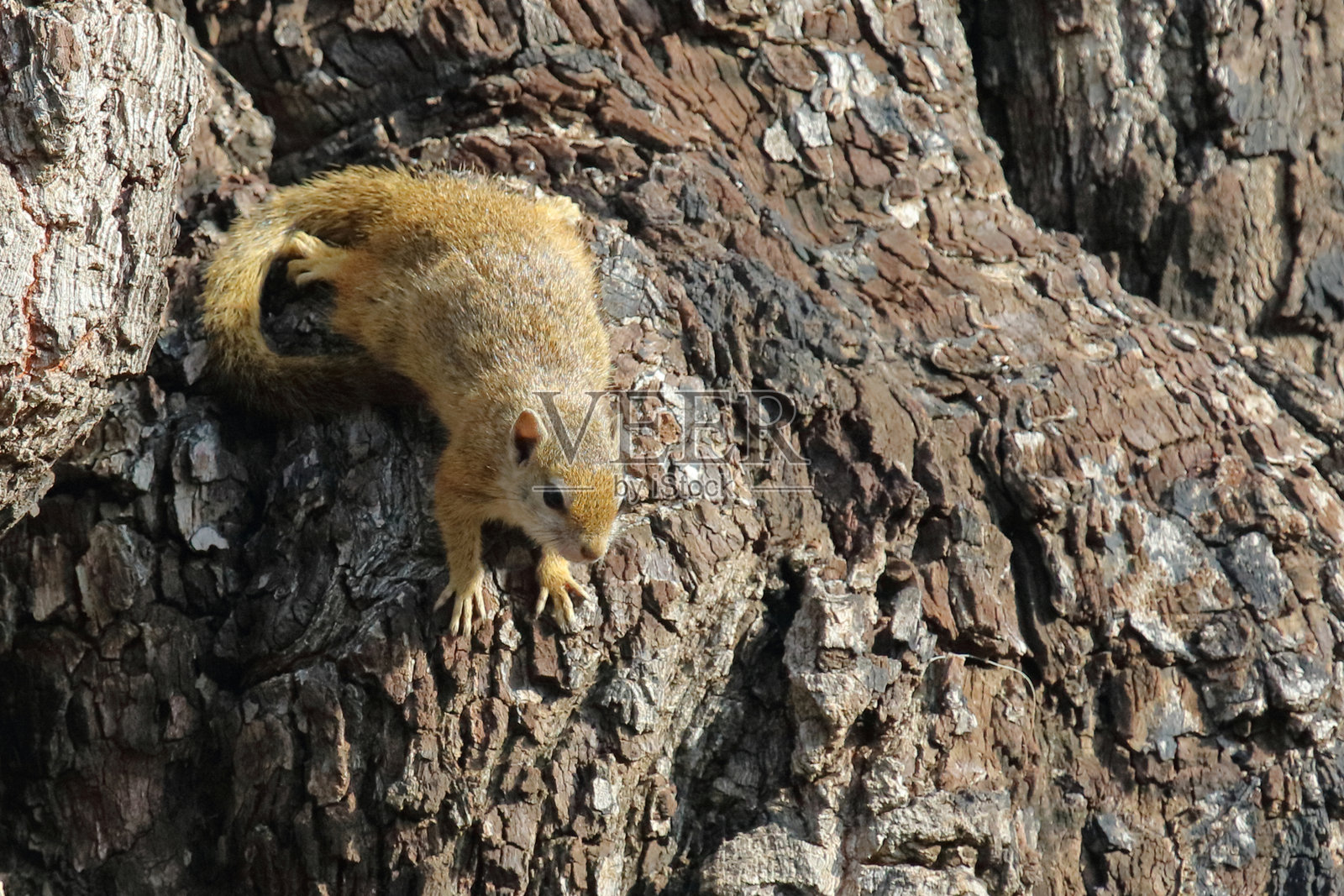 橙背树松鼠 / 树松鼠 / Paraxerus cepapi照片摄影图片