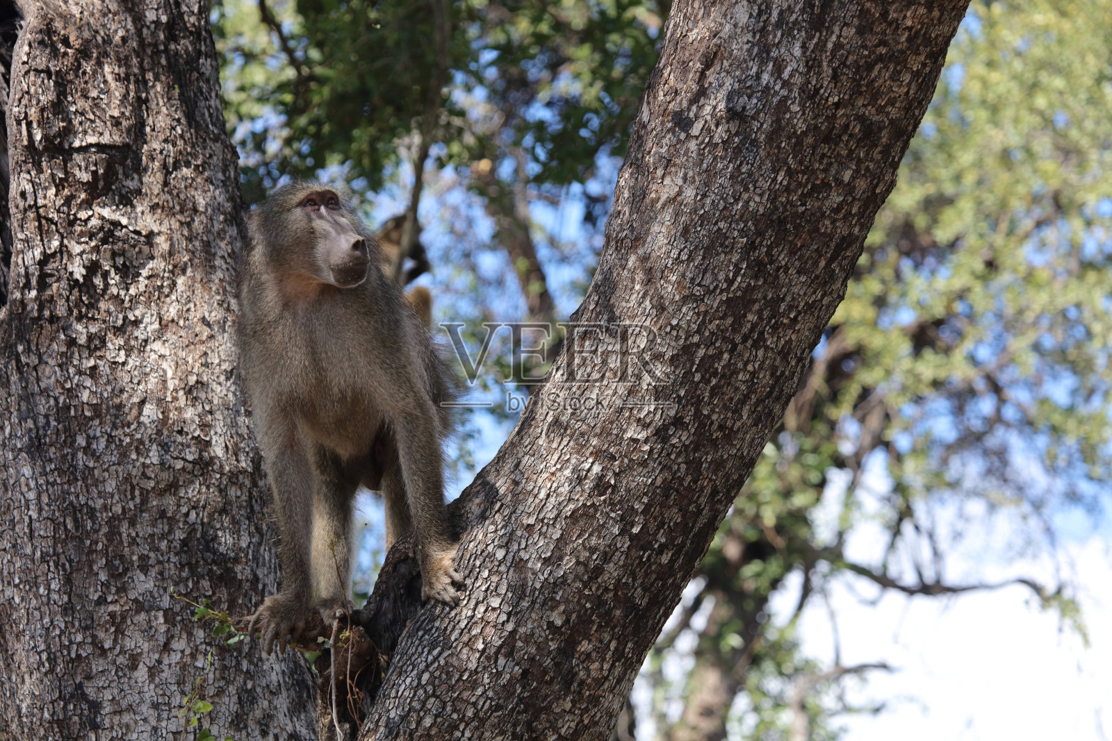 巴伦狒狒 / 查克马狒狒 / 巴比奥狒狒照片摄影图片