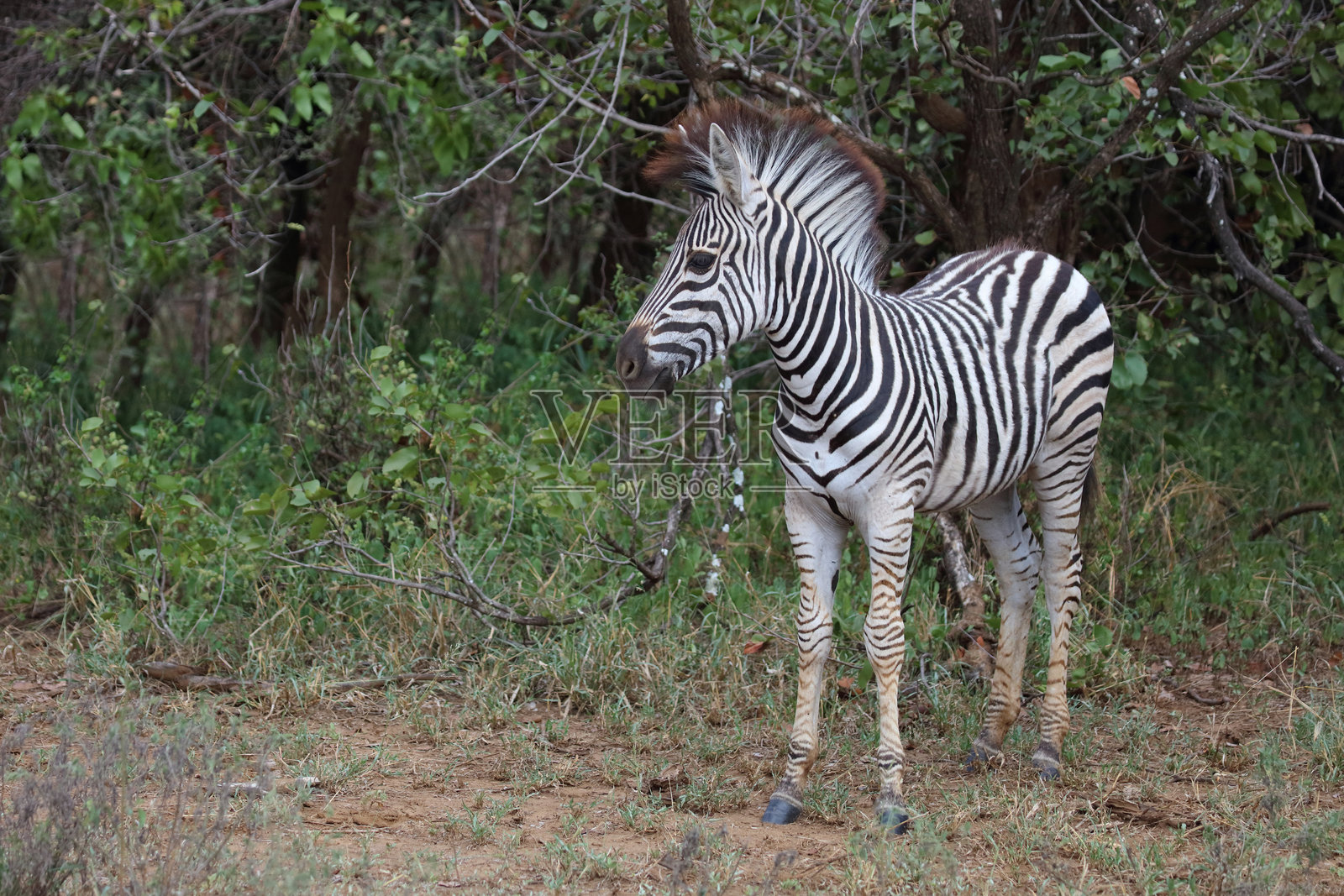 草原斑马 / 伯切尔斑马 / Equus quagga burchellii照片摄影图片