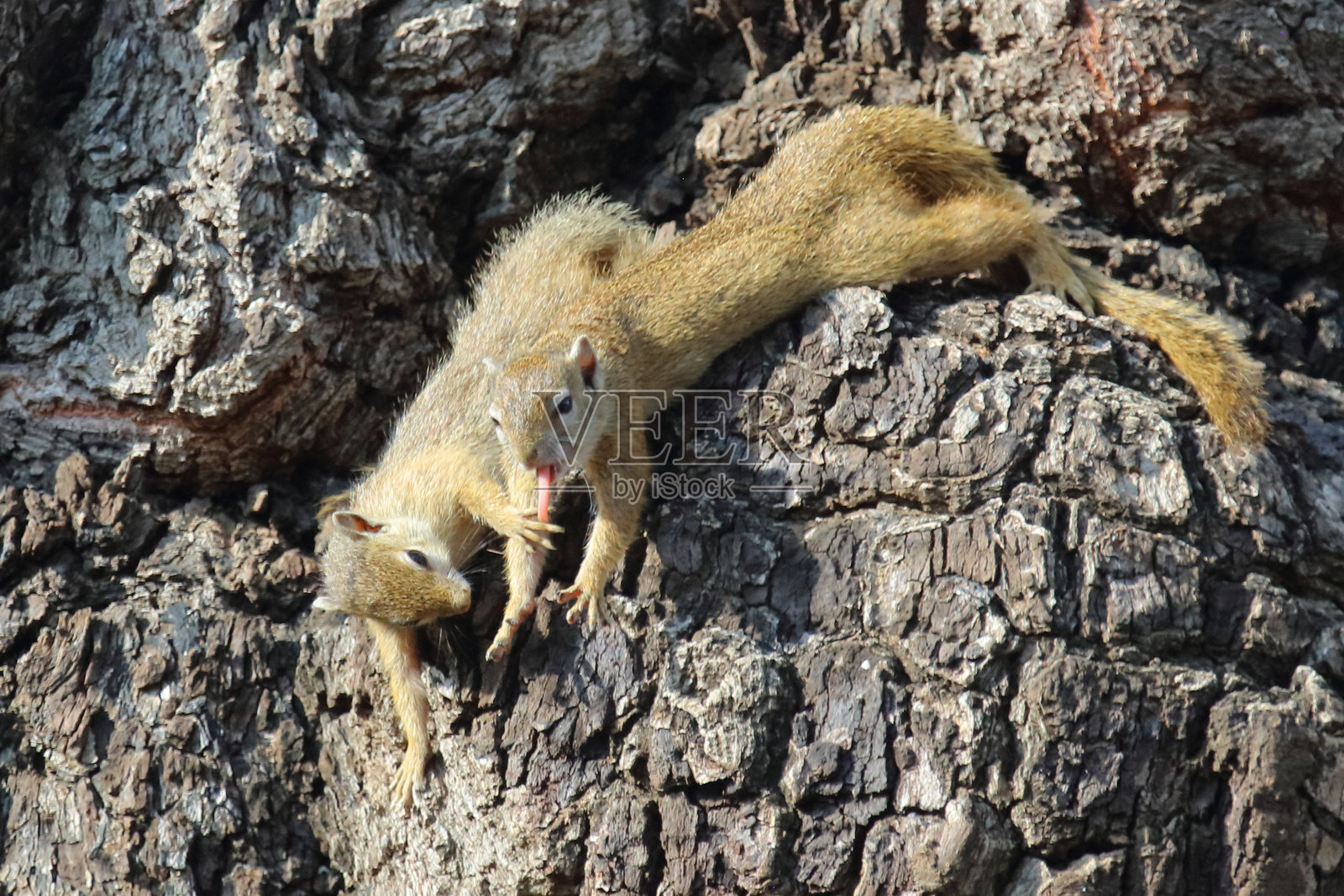 橙腹树松鼠 / 树松鼠 / Paraxerus cepapi照片摄影图片
