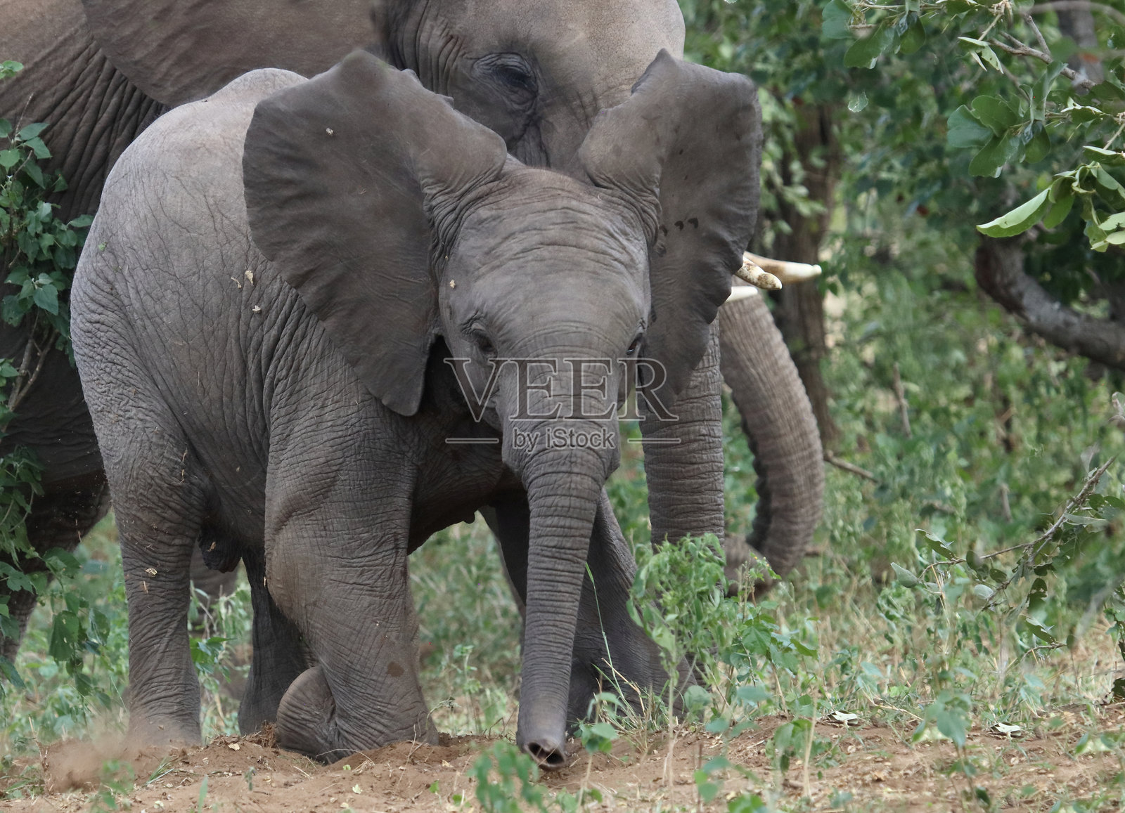 非洲象 / 非洲象 / 非洲象照片摄影图片