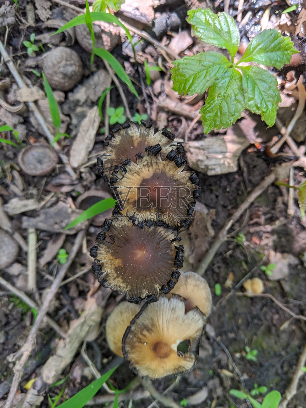 墨汁帽蘑菇开始腐烂照片摄影图片