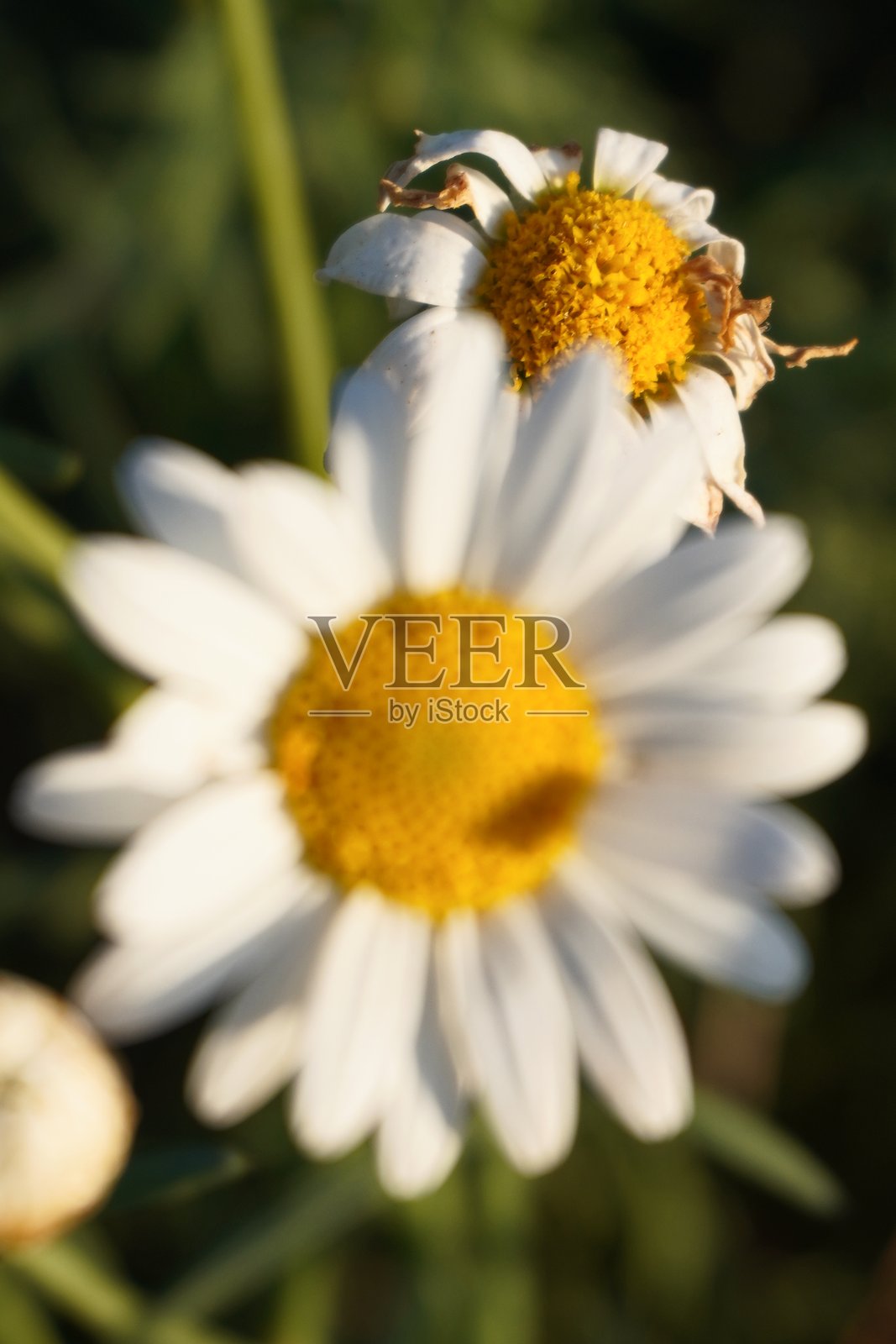 雏菊花照片摄影图片