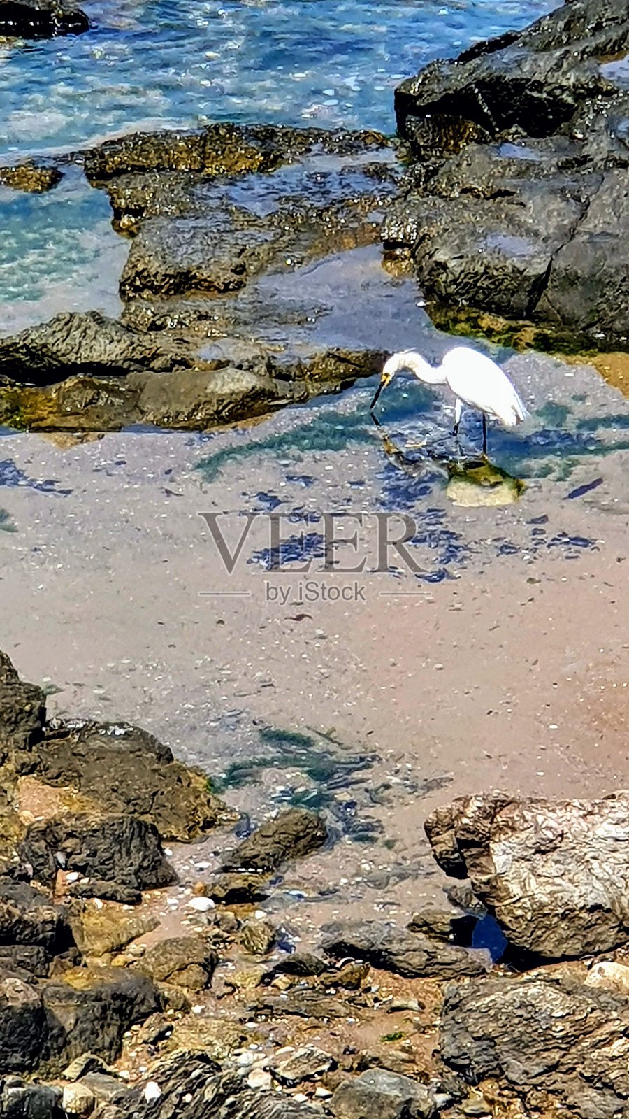 海中的苍鹭照片摄影图片