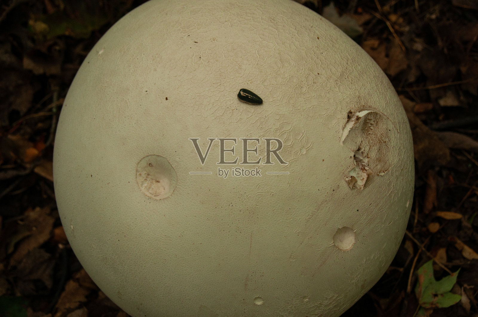 森林地面的毛球蘑菇照片摄影图片