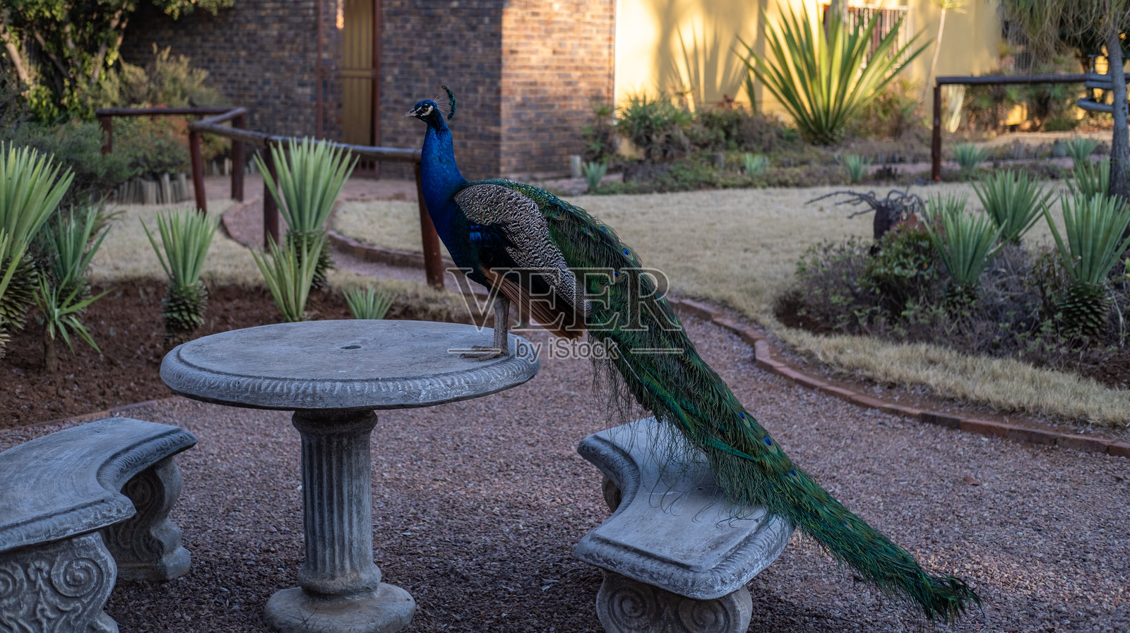 孔雀鸟站在桌子上照片摄影图片