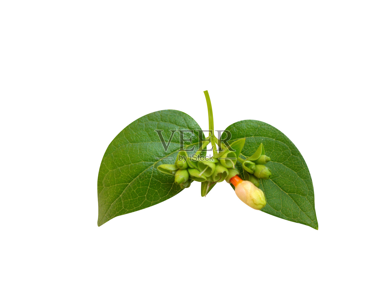 夜来香花蕾照片摄影图片