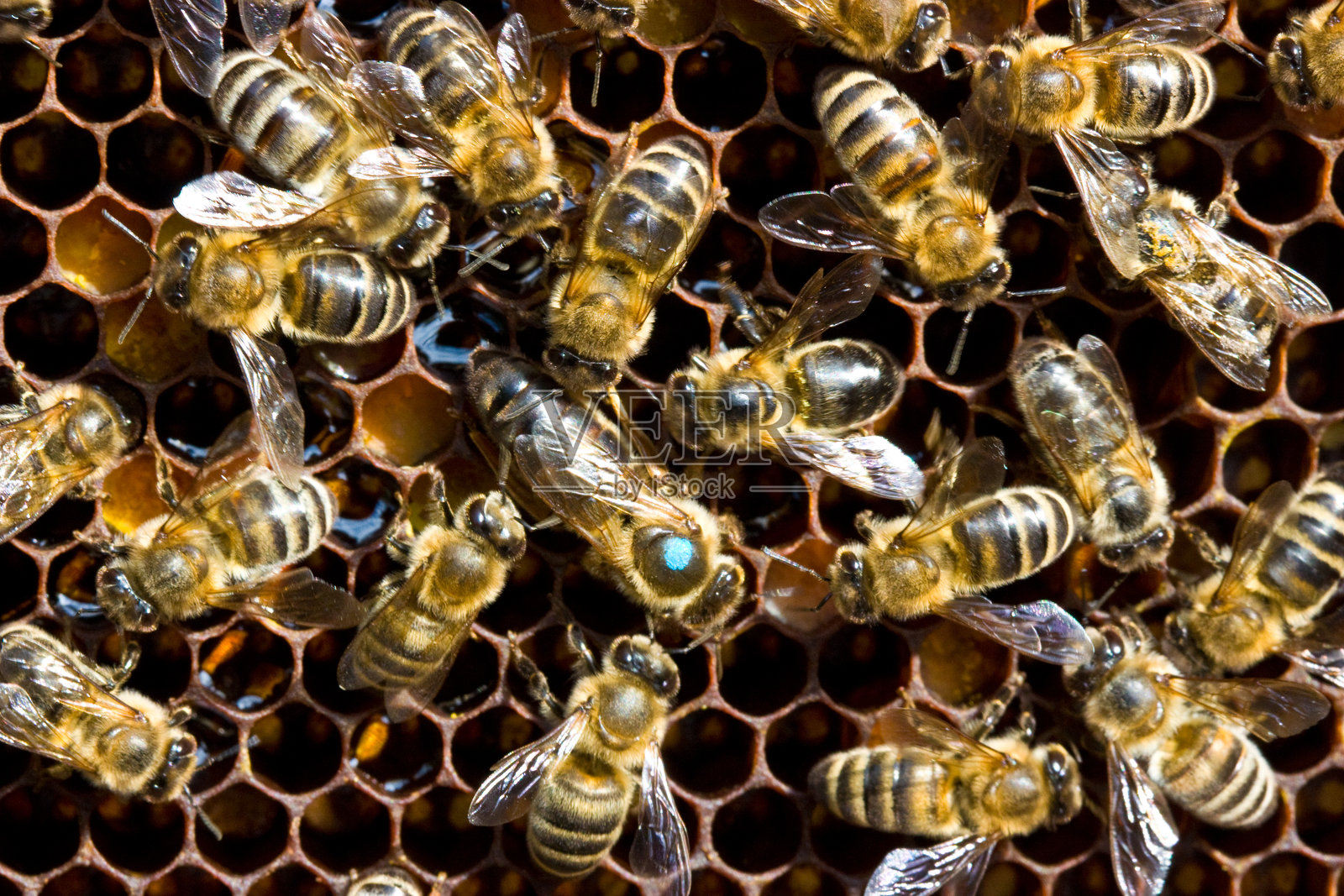 带有标记的蜜蜂家族章节旋转照片摄影图片