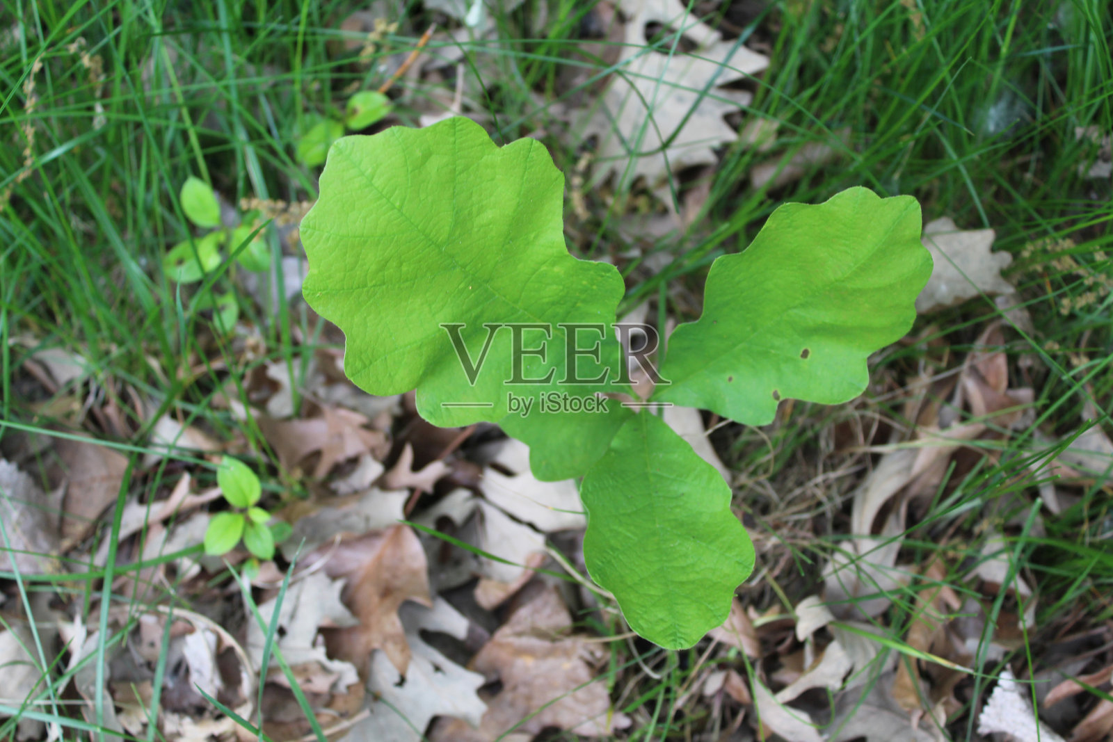 伊利诺伊州德斯普兰斯的营地道路森林中的白橡树幼苗照片摄影图片
