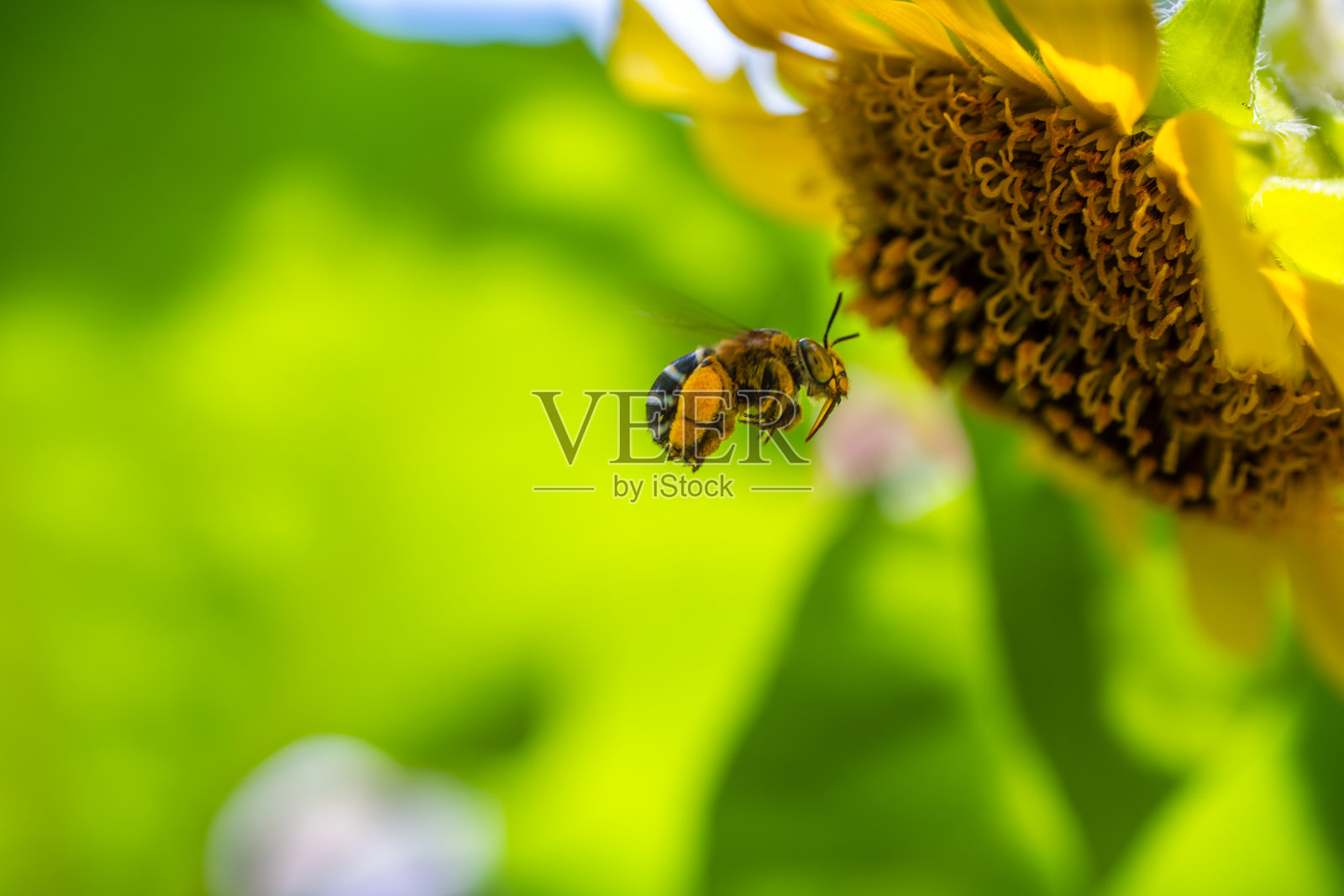 一只蜜蜂（Apis mellifera）在向日葵附近盘旋照片摄影图片