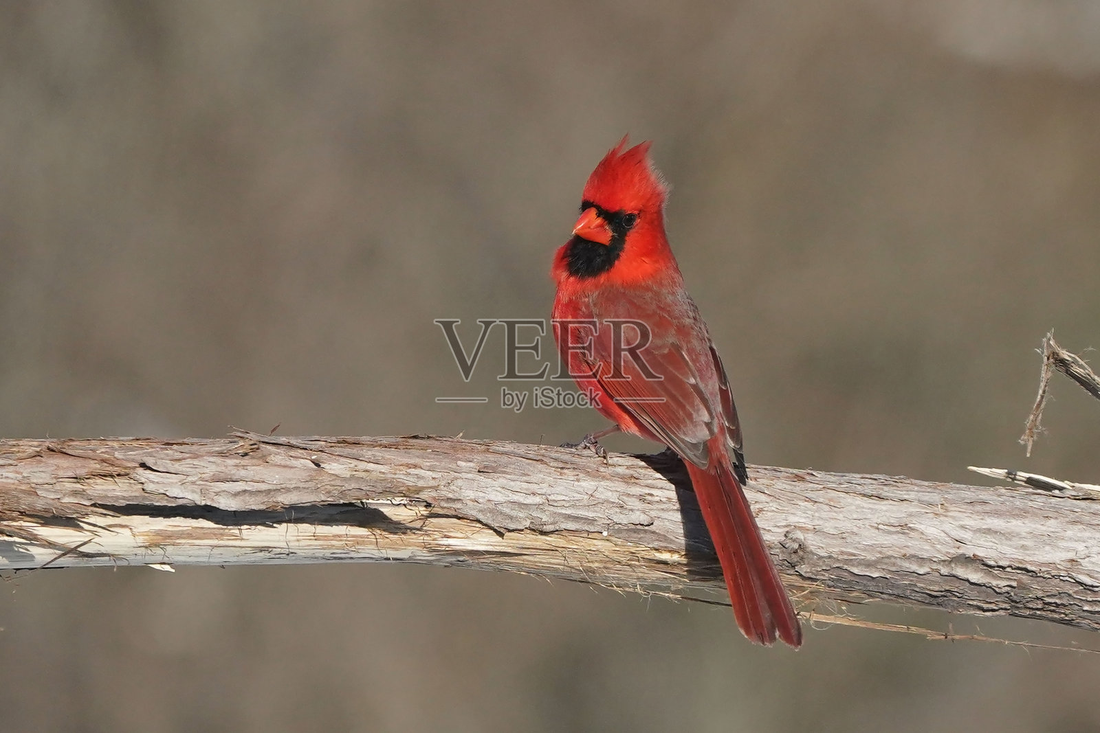冬季的红雀照片摄影图片