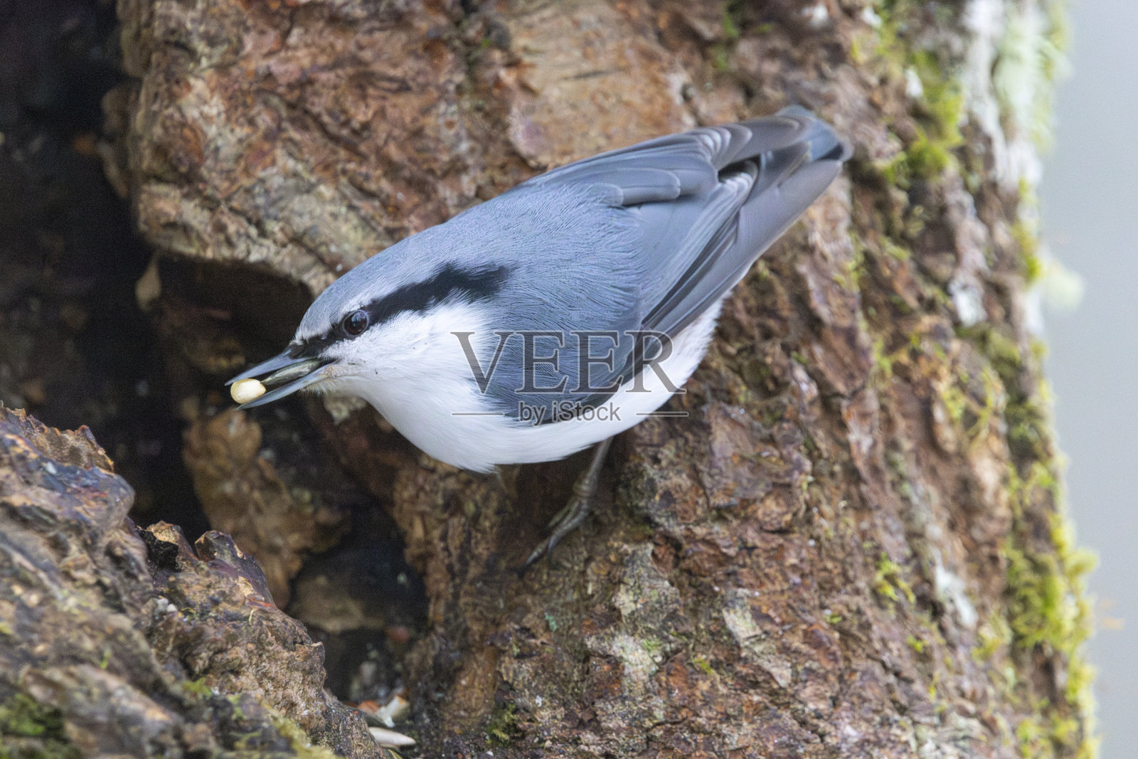 在芬兰赫尔辛基喂食的欧亚山雀照片摄影图片