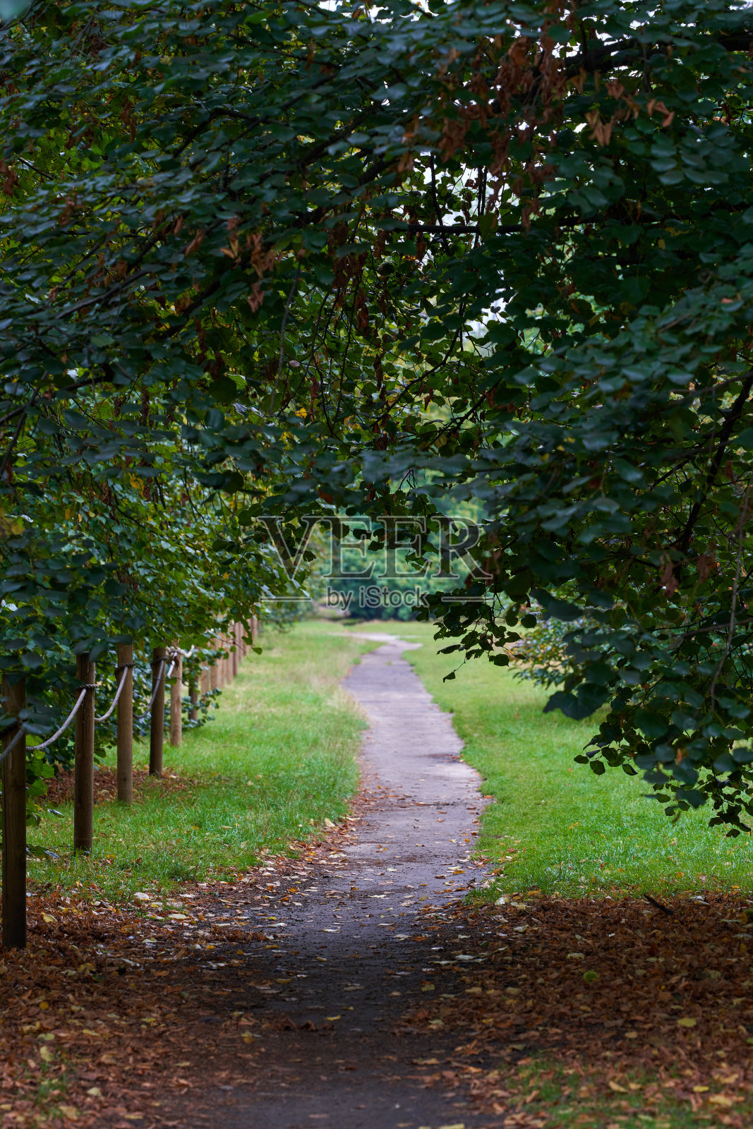 秋天，绿意盎然的公园小径被树木和落叶环绕照片摄影图片