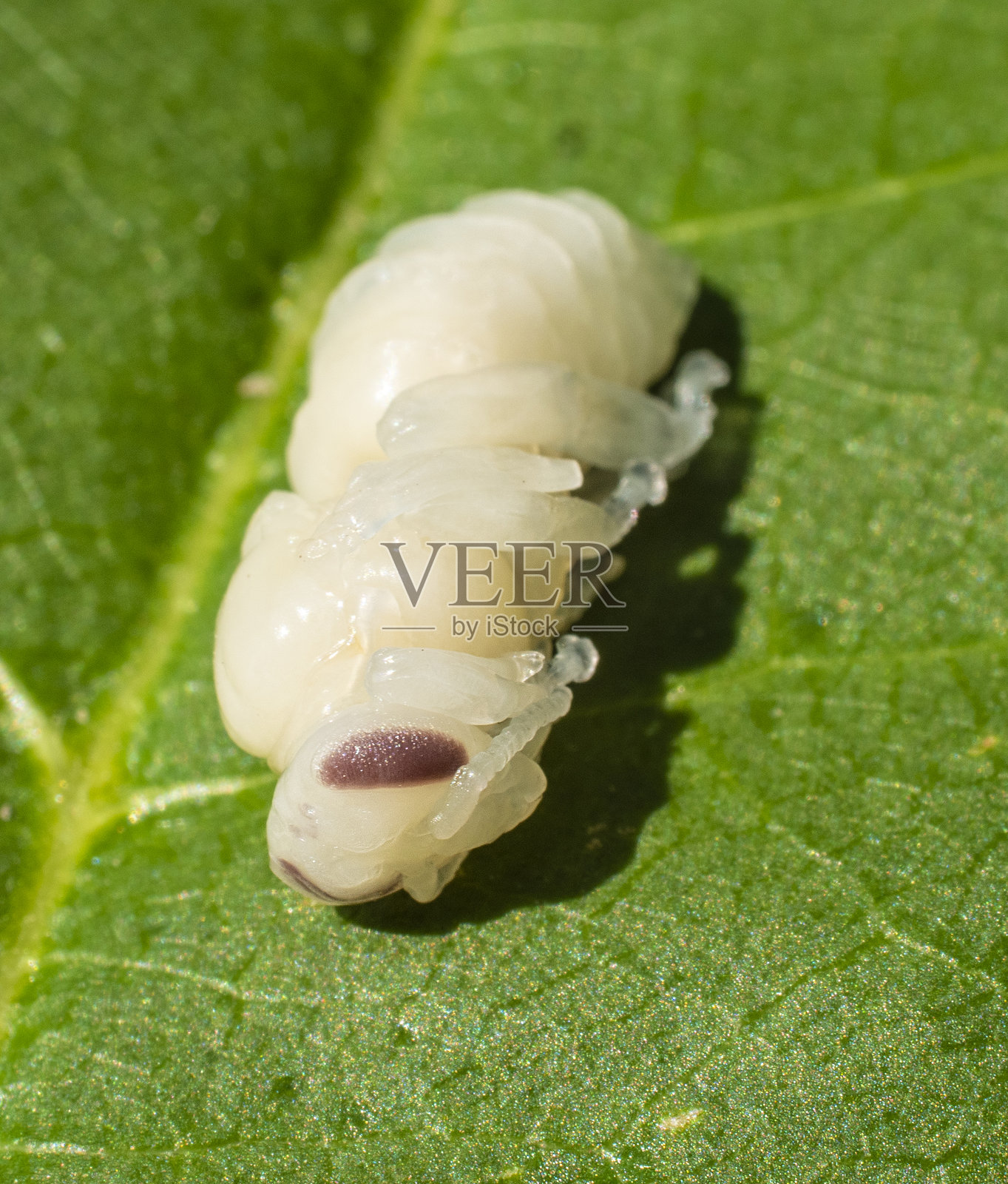 蜂后幼虫。照片摄影图片