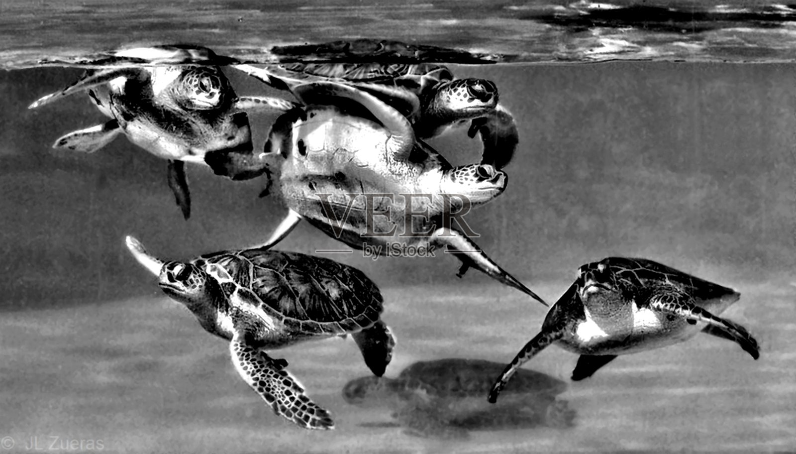 几只海龟照片摄影图片