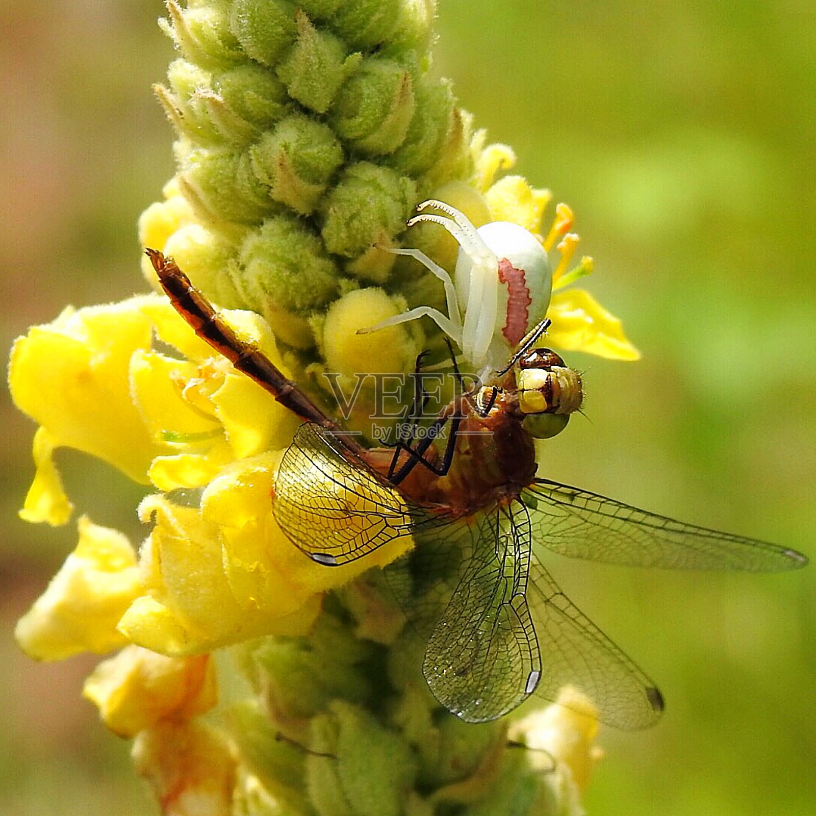 蜘蛛在进餐照片摄影图片
