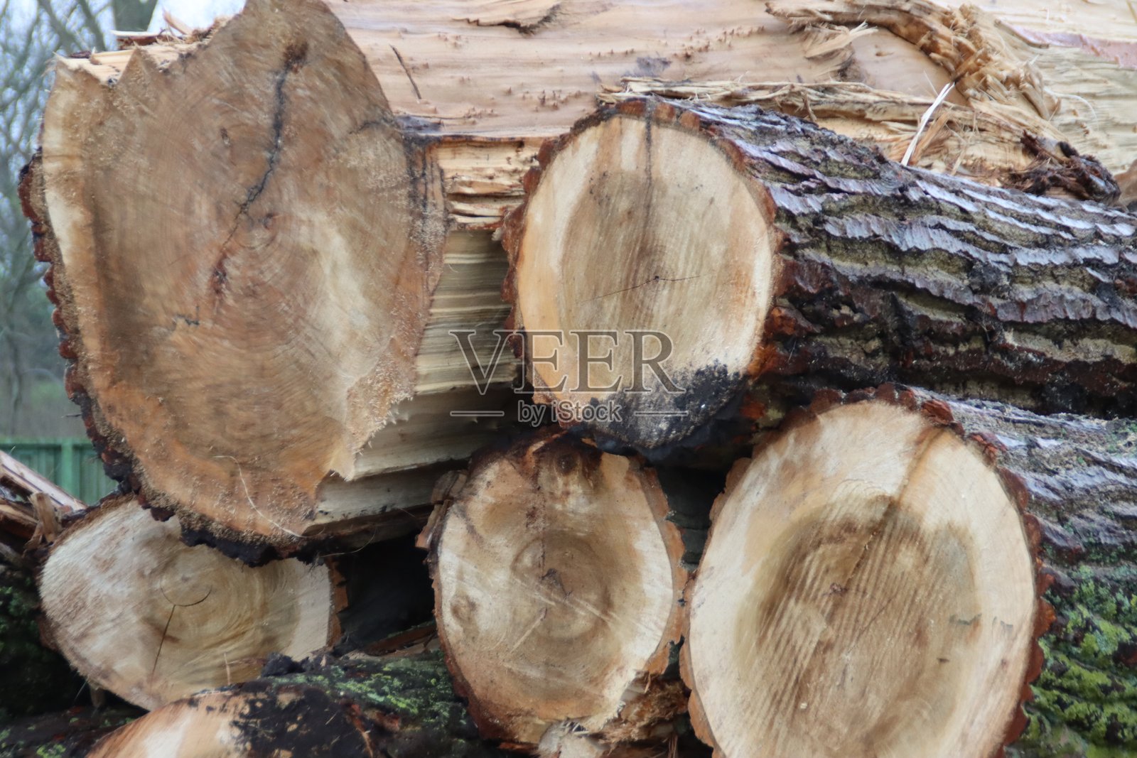 森林中砍伐后堆放的树干照片摄影图片