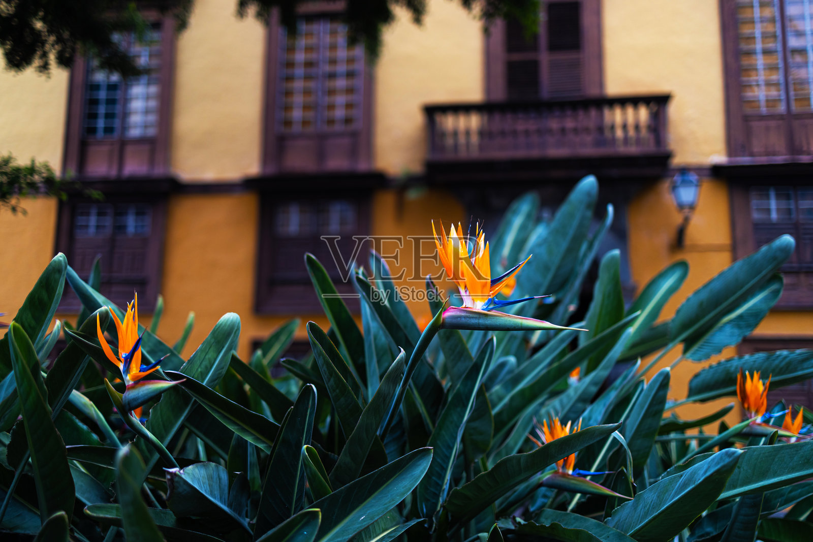 城市公园中的天堂鸟植物照片摄影图片