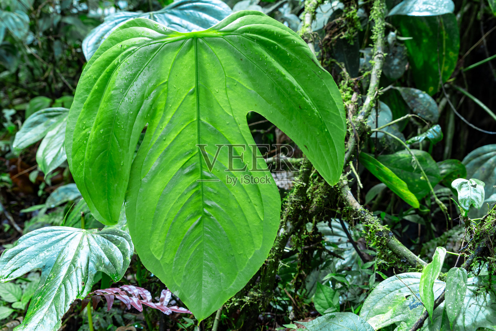丛林中央的绿色叶子照片摄影图片
