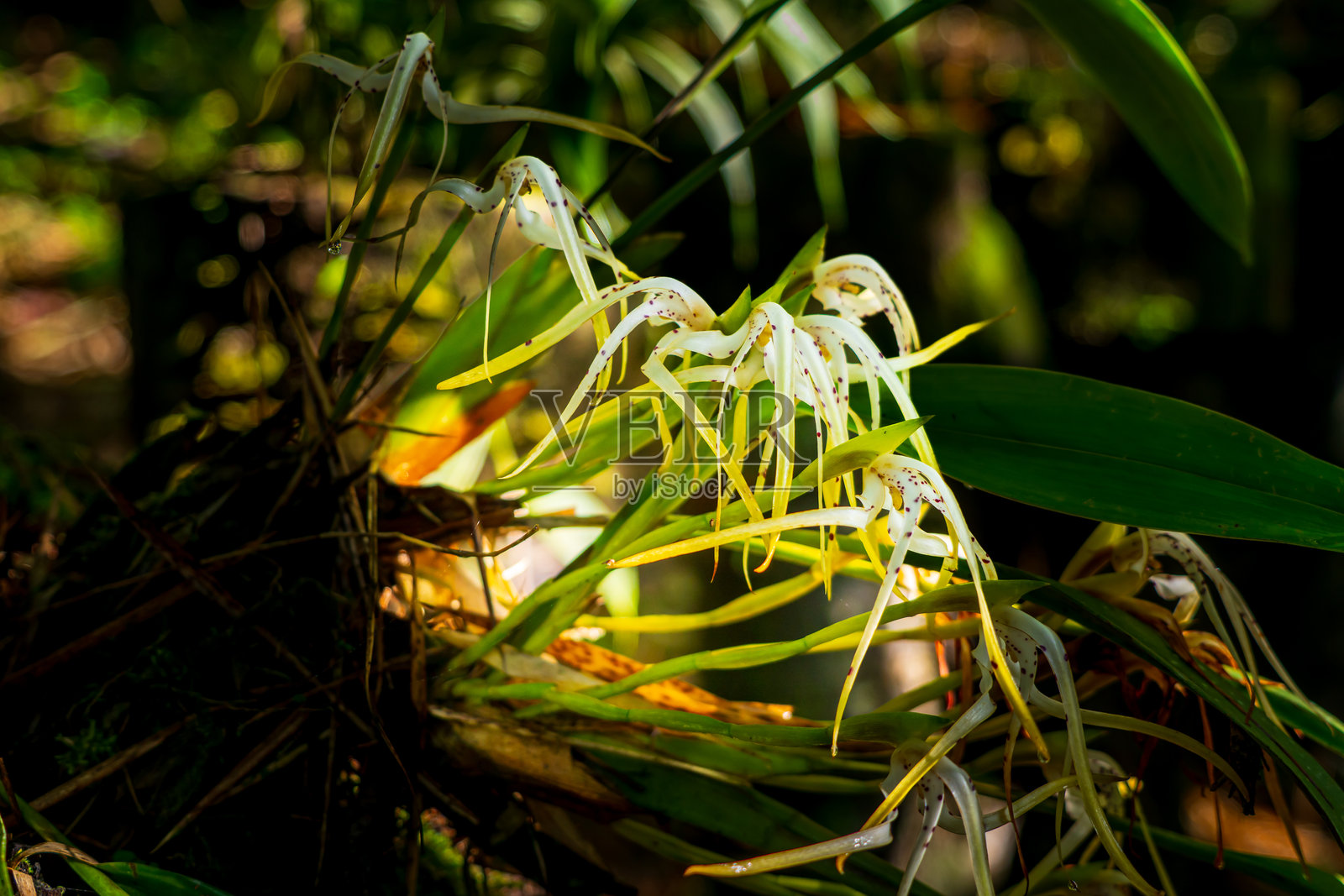 来自厄瓜多尔亚马逊雨林的兰花。照片摄影图片
