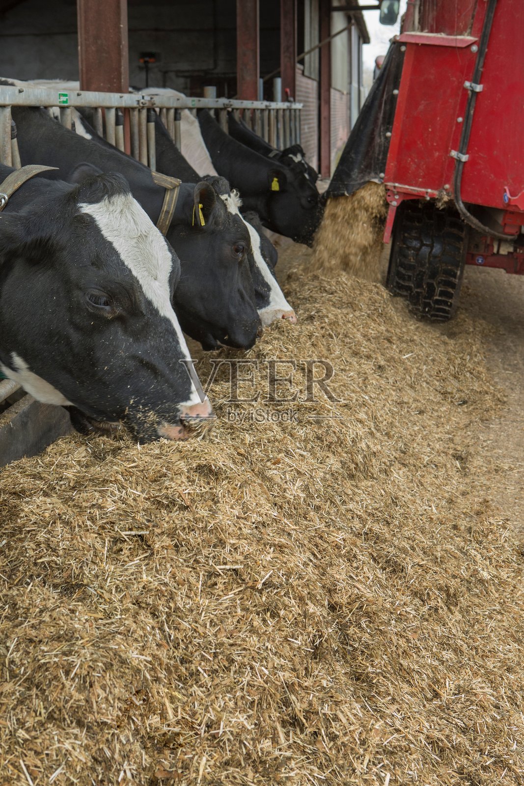 荷兰现代化牛舍里的奶牛在饲喂门处吃青贮饲料。照片摄影图片