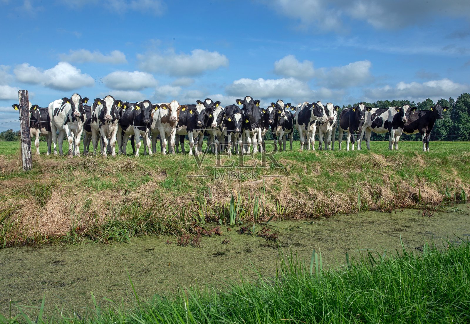 好奇的奶牛站在荷兰草地的围栏旁。照片摄影图片