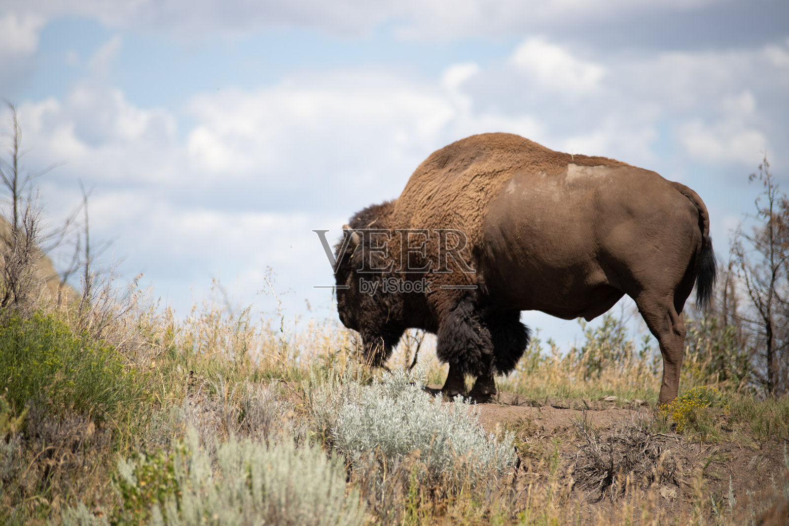 在荒原上吃草的水牛照片摄影图片