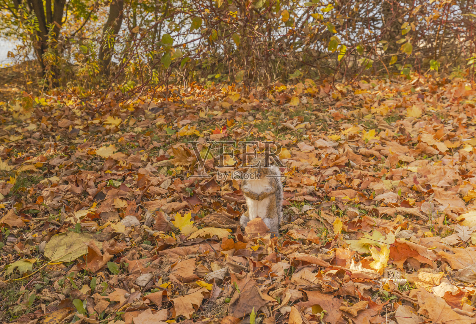 秋天里的松鼠照片摄影图片