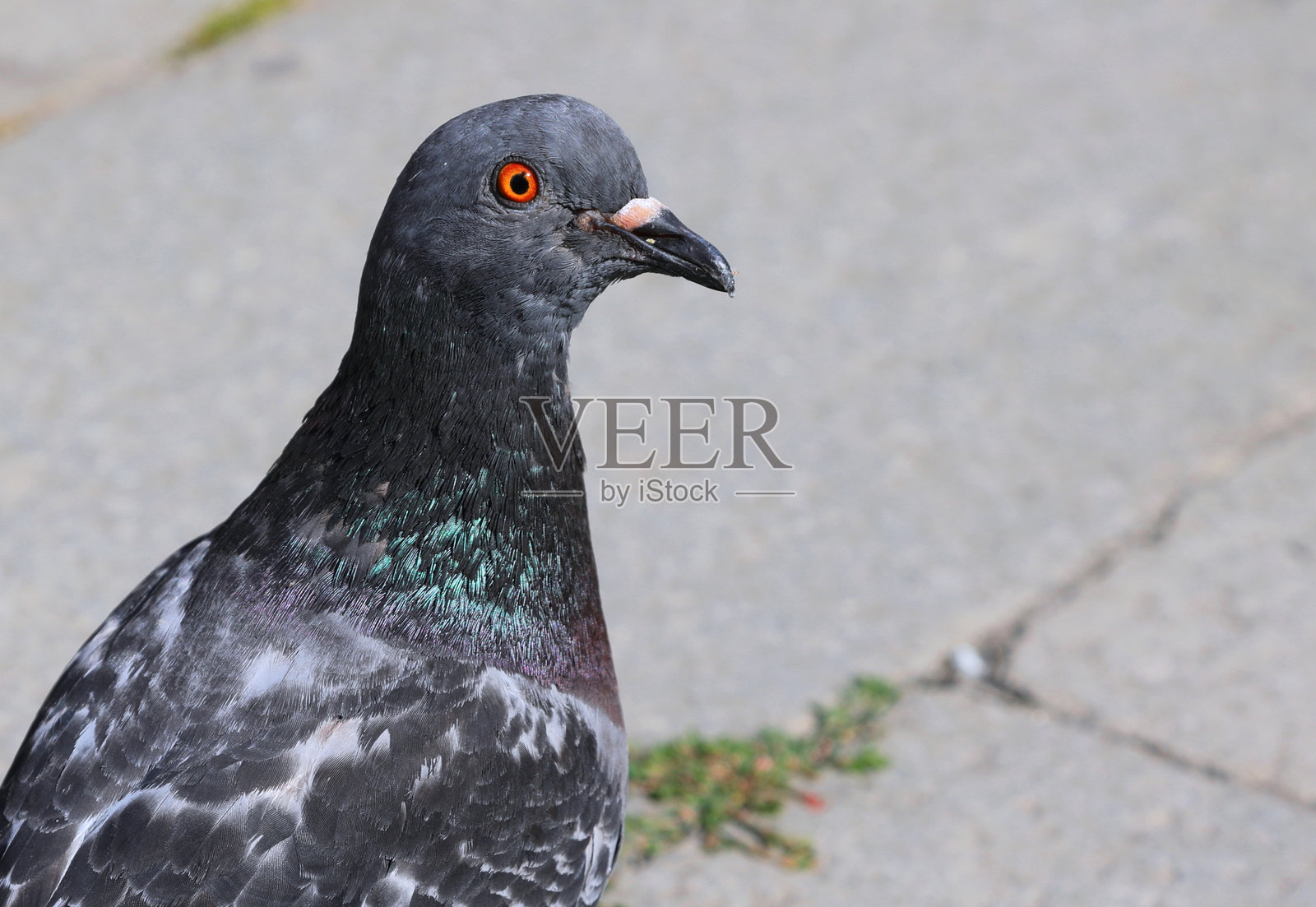 在欧洲城市广场上寻找面包屑的肥胖城市鸽子照片摄影图片