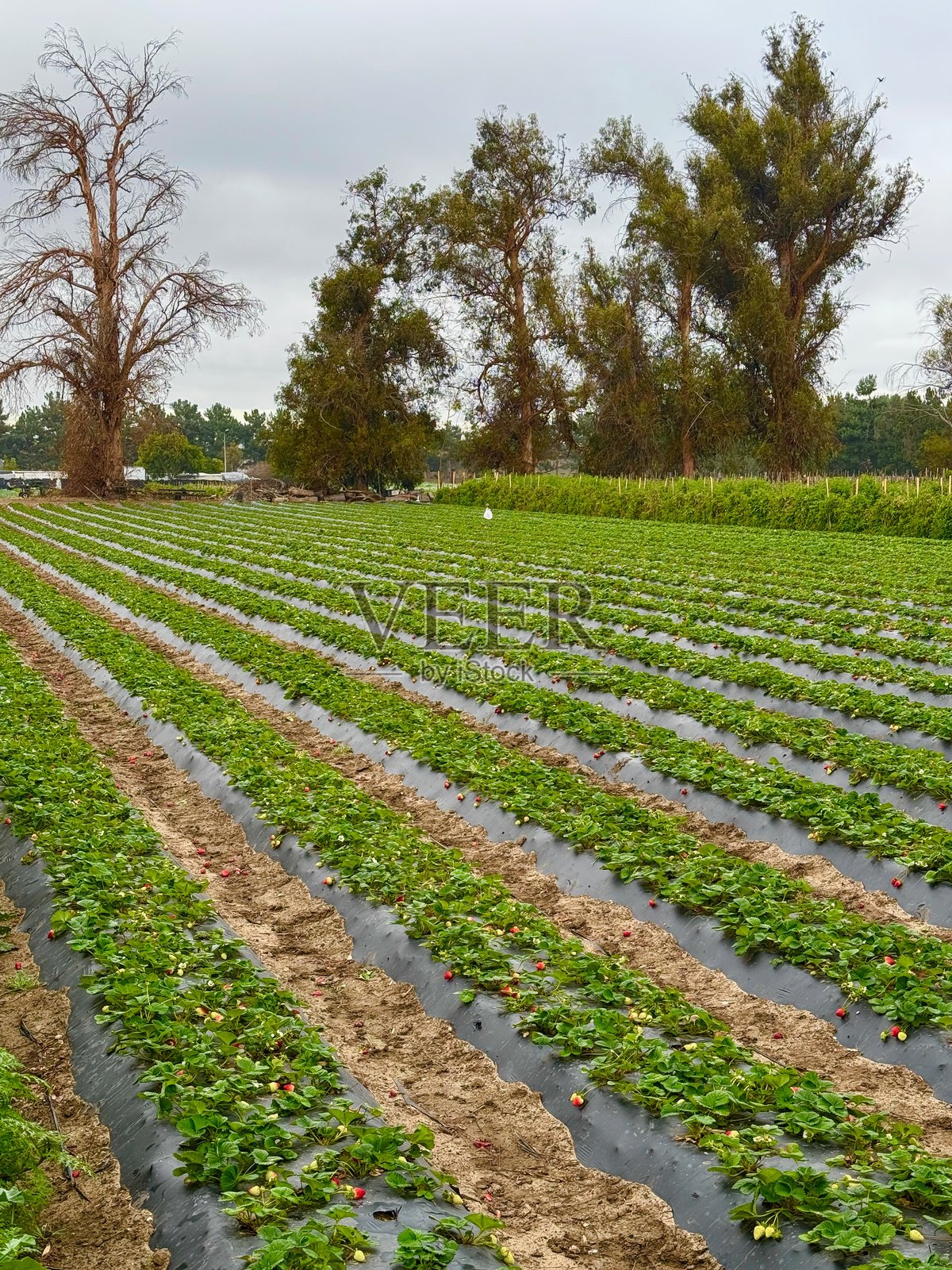 草莓照片摄影图片