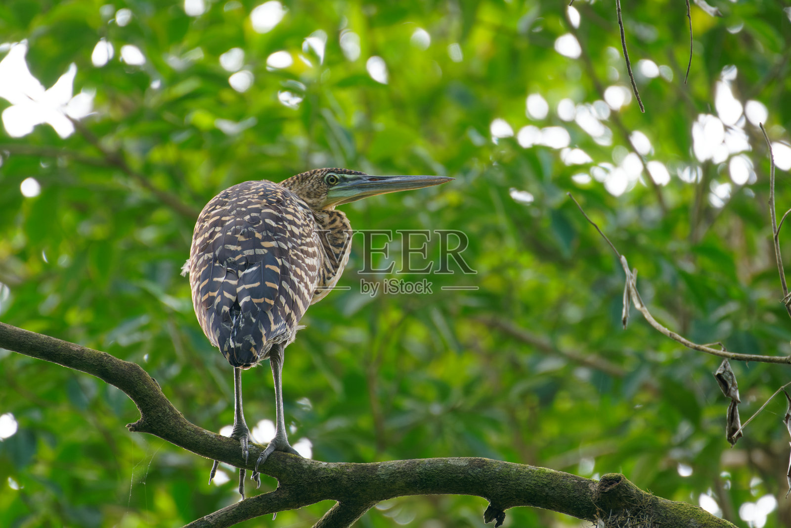幼年裸喉虎鹭照片摄影图片