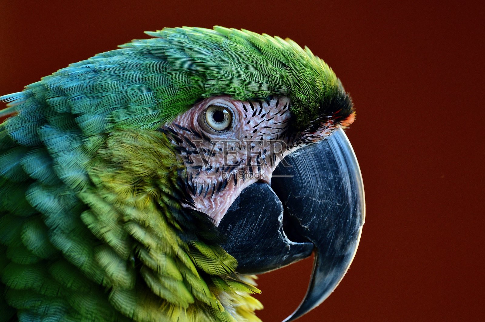 鹦鹉照片摄影图片