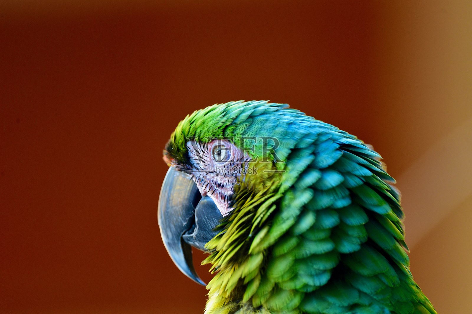 鹦鹉照片摄影图片