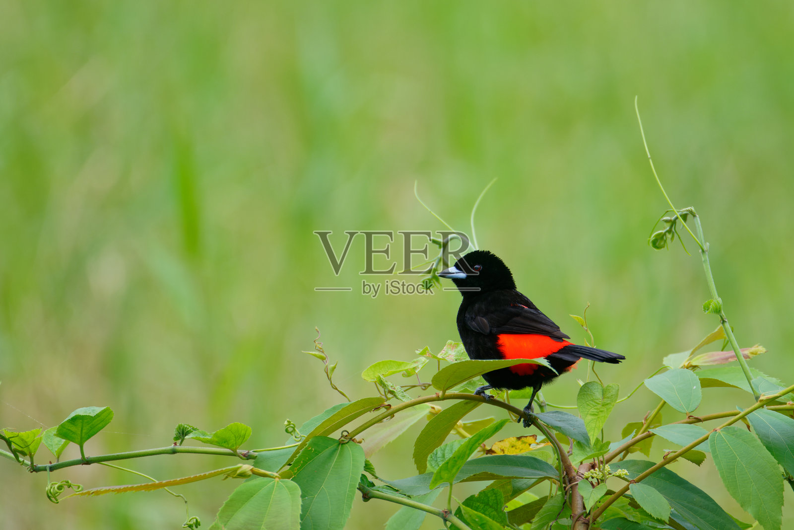 红臀唐纳雀照片摄影图片