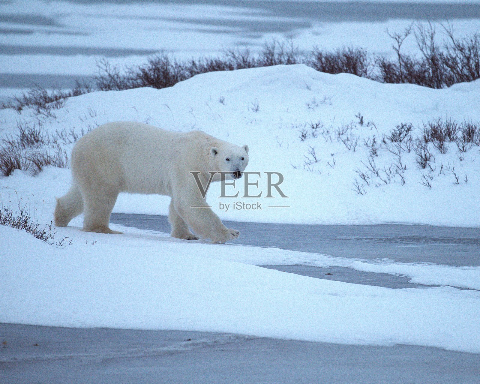 黄昏时分的北极熊照片摄影图片