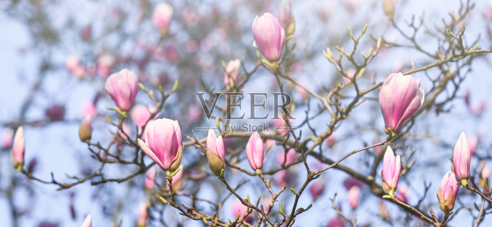 玉兰花盛开照片摄影图片