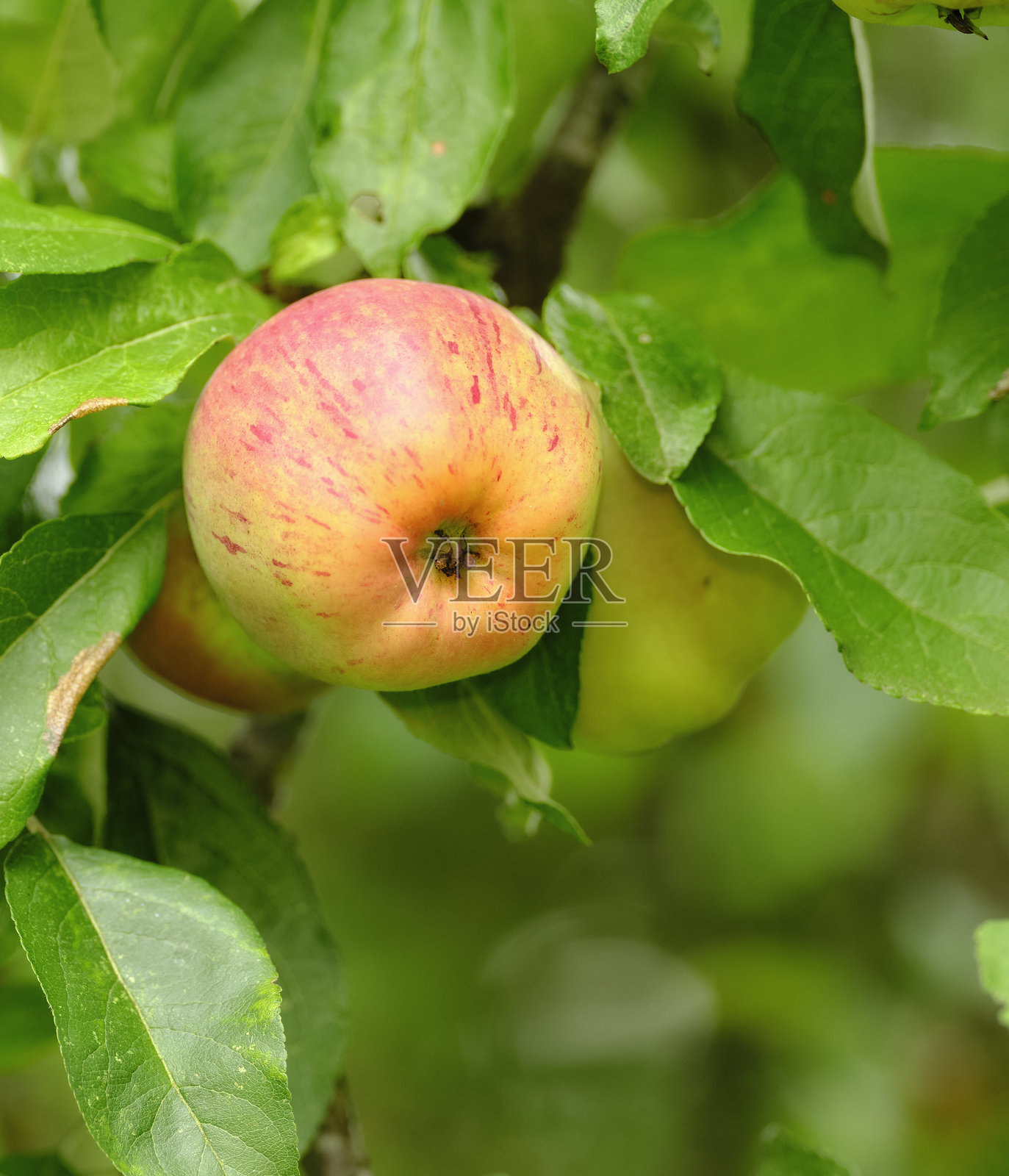 花园里的新鲜苹果照片摄影图片