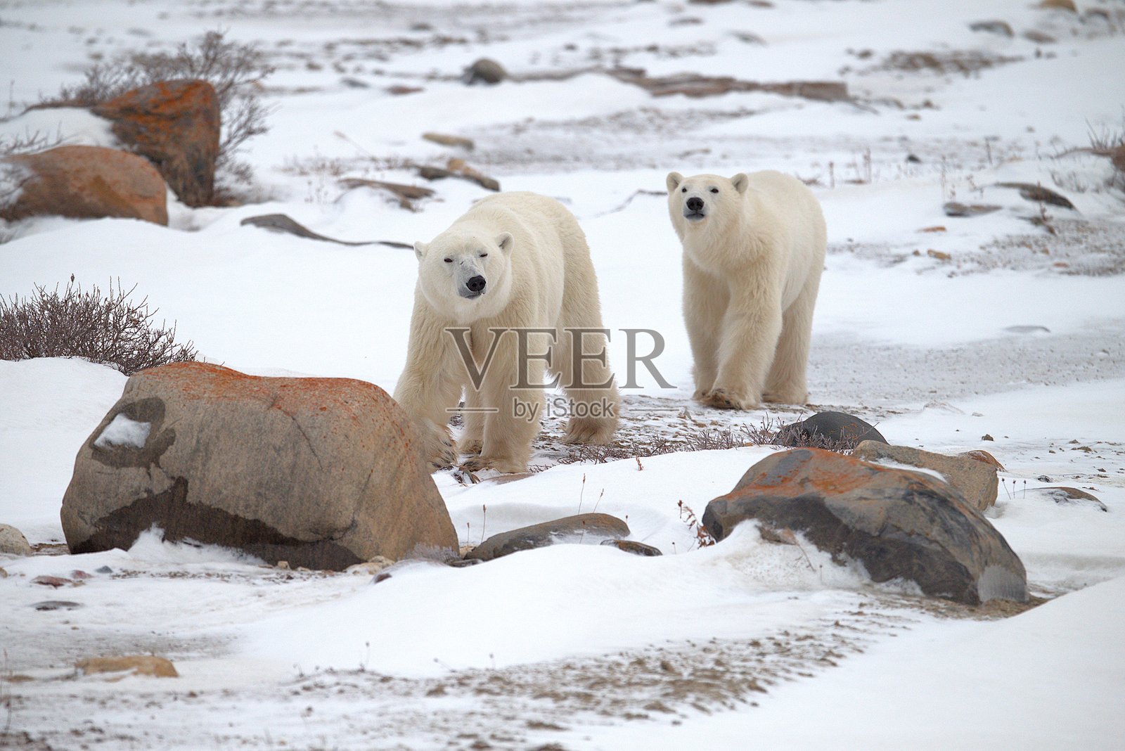 两只北极熊幼崽照片摄影图片