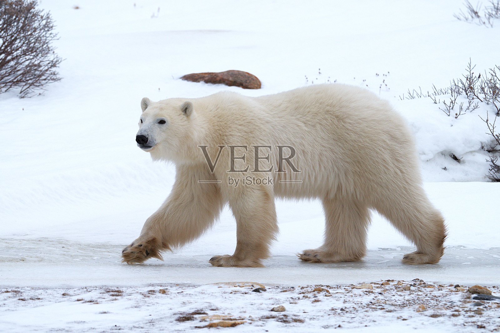 潜行的北极熊照片摄影图片