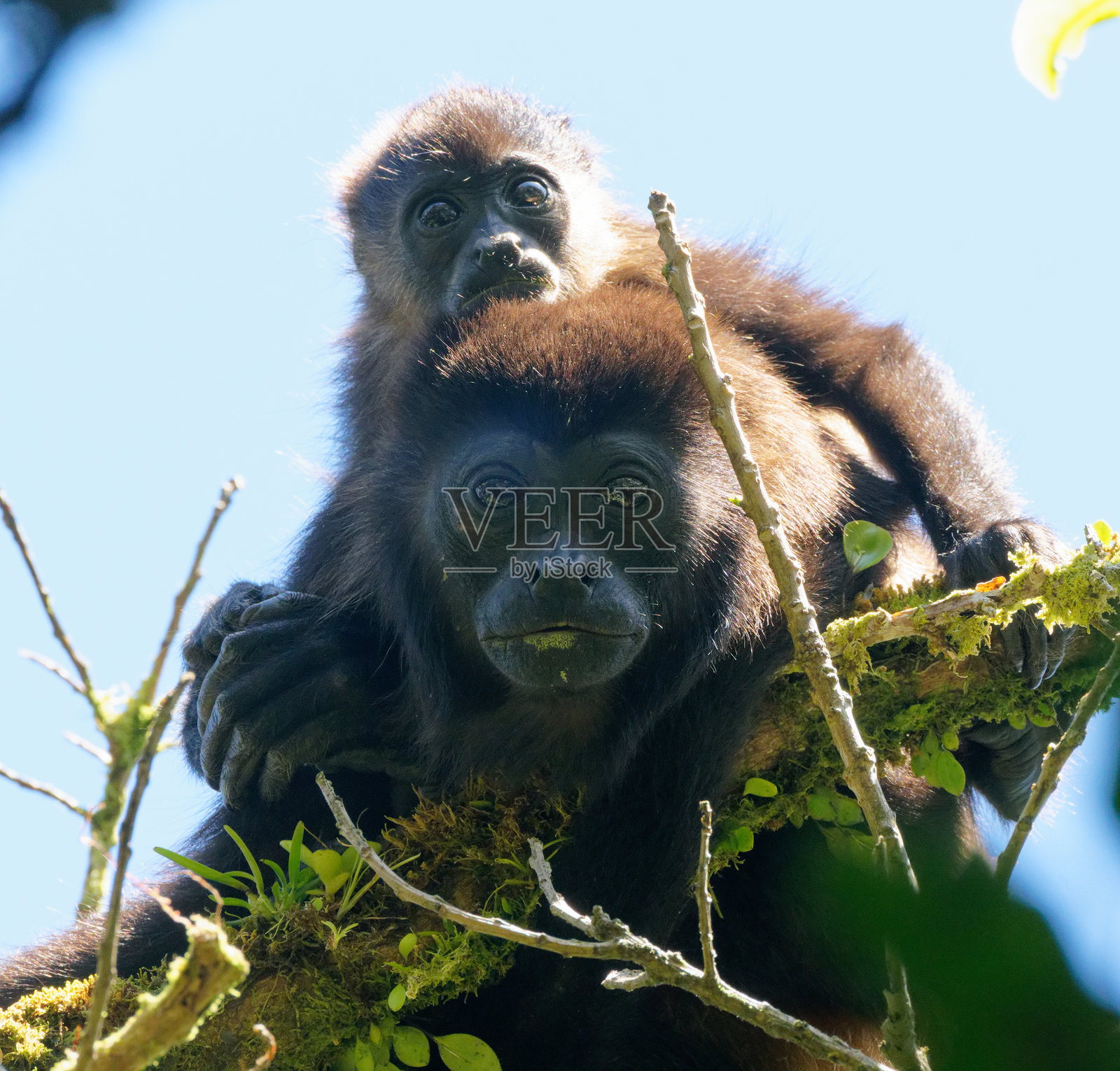 中美洲黑吼猴照片摄影图片
