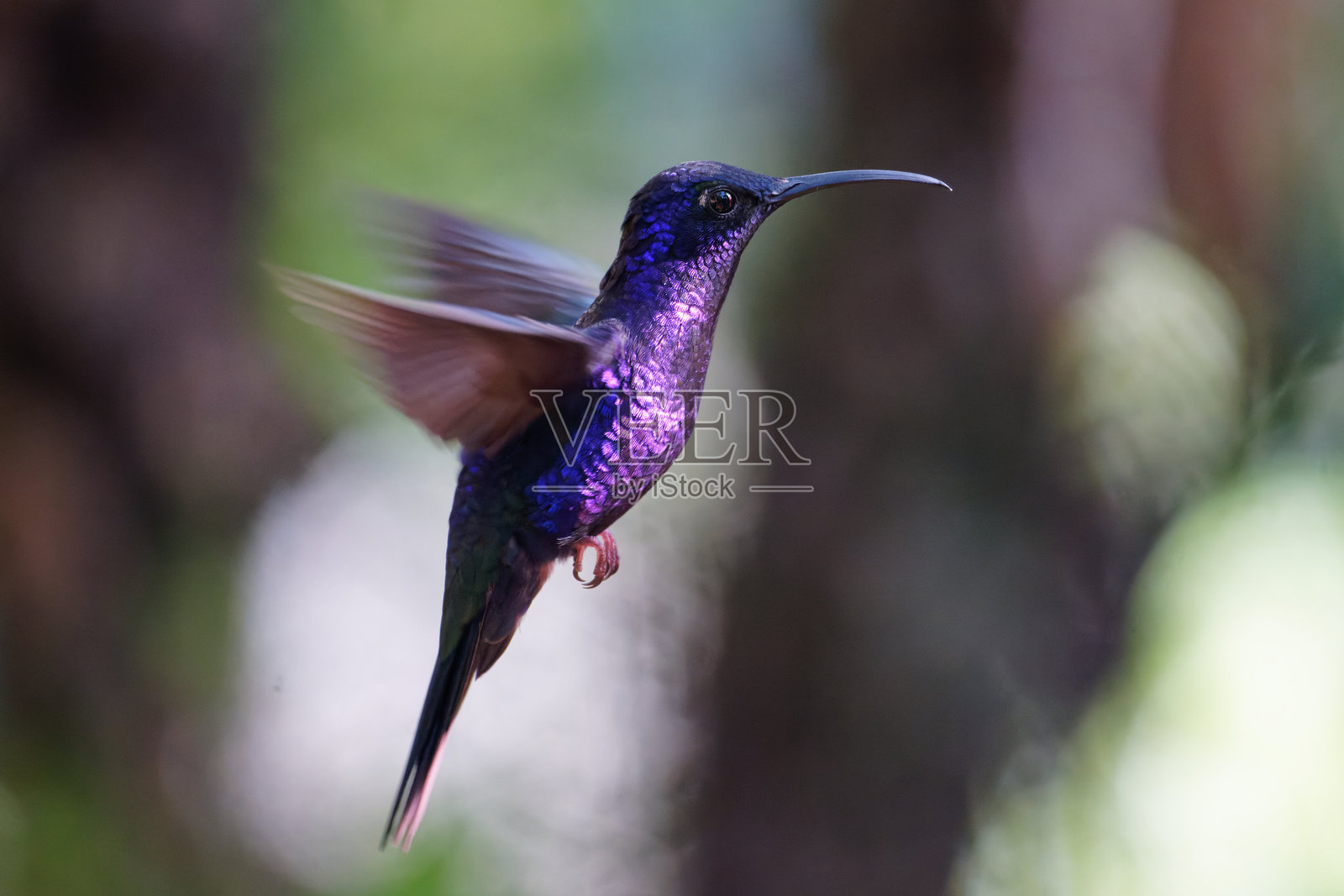 紫色刀翅蜂鸟照片摄影图片