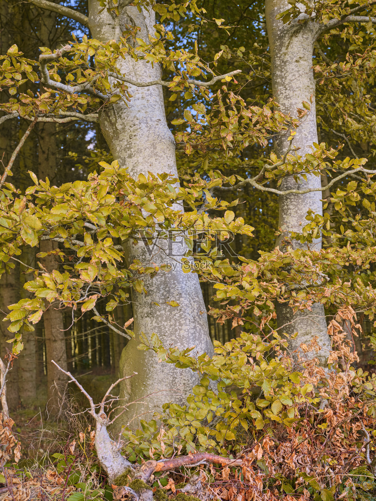 五彩斑斓的秋天照片摄影图片